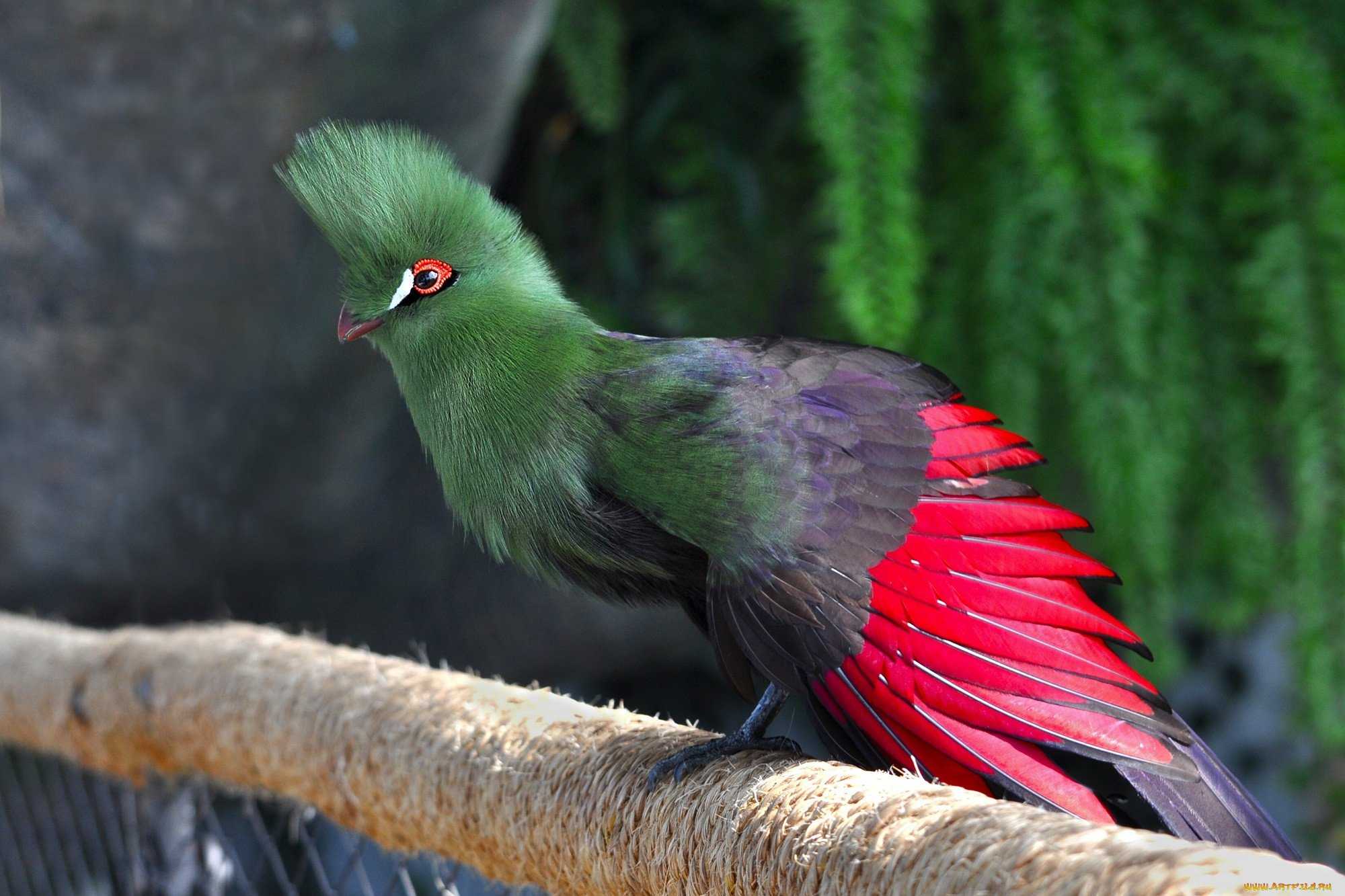 30 птиц со странными названиями, которые показывают, что у орнитологов закончились нормальные имена