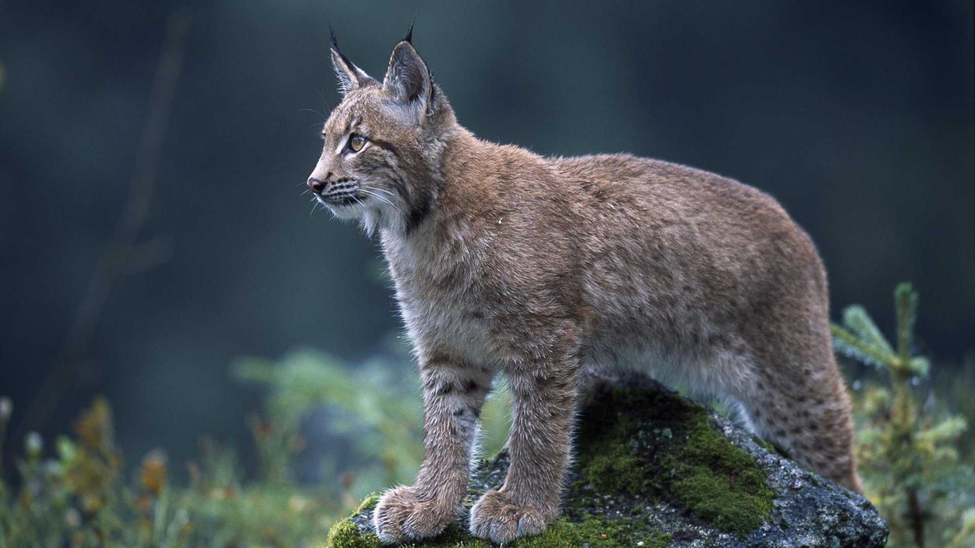Рыжая рысь или красная рысь Lynx rufus - вид хищного млекопитающего из семейства кошачьи, родиной которого является Северная Америка