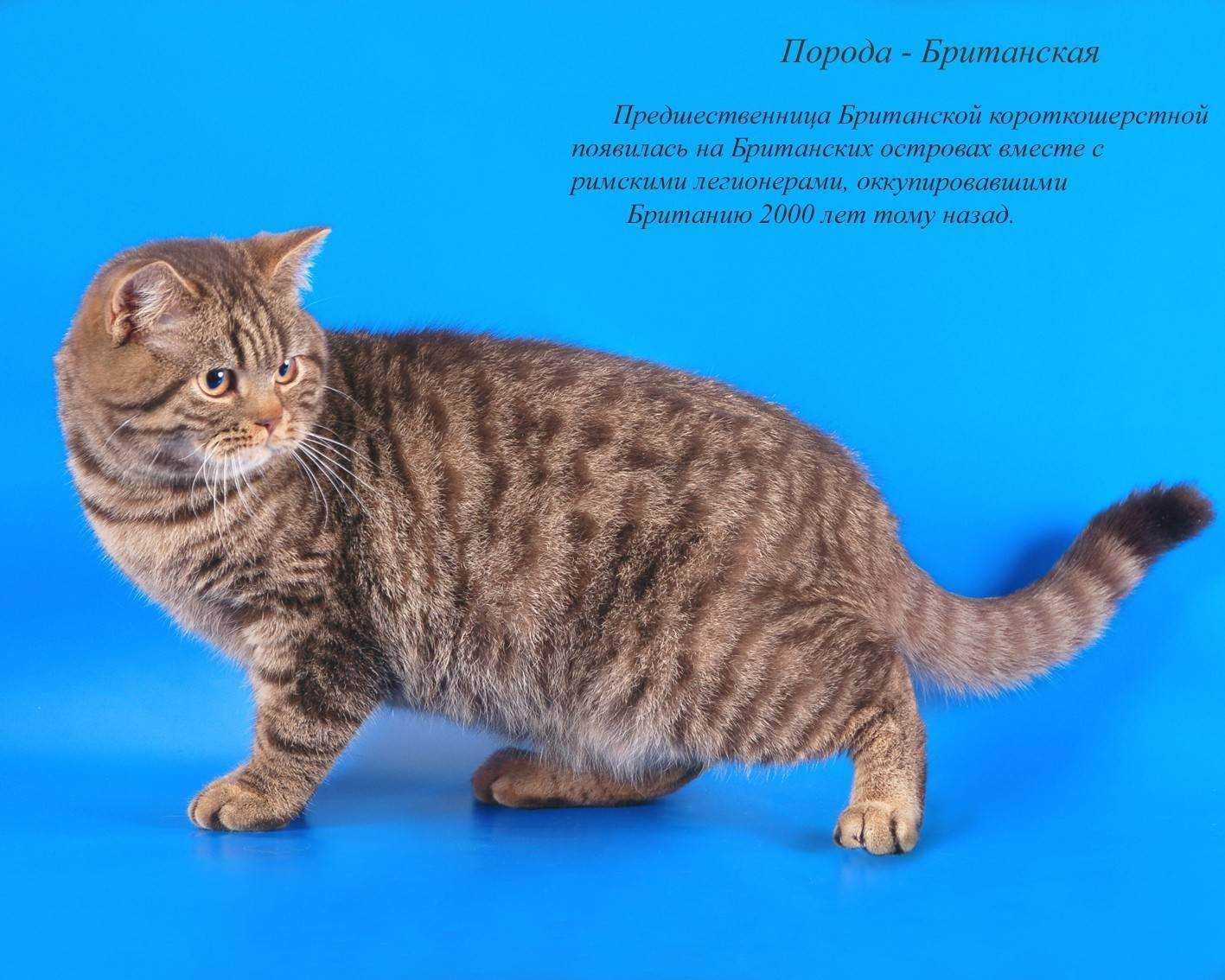 Бразильская короткошерстная – породистая кошка с внешностью дворняжки