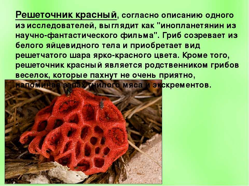 Доклад-сообщение на тему: «ядовитые грибы»