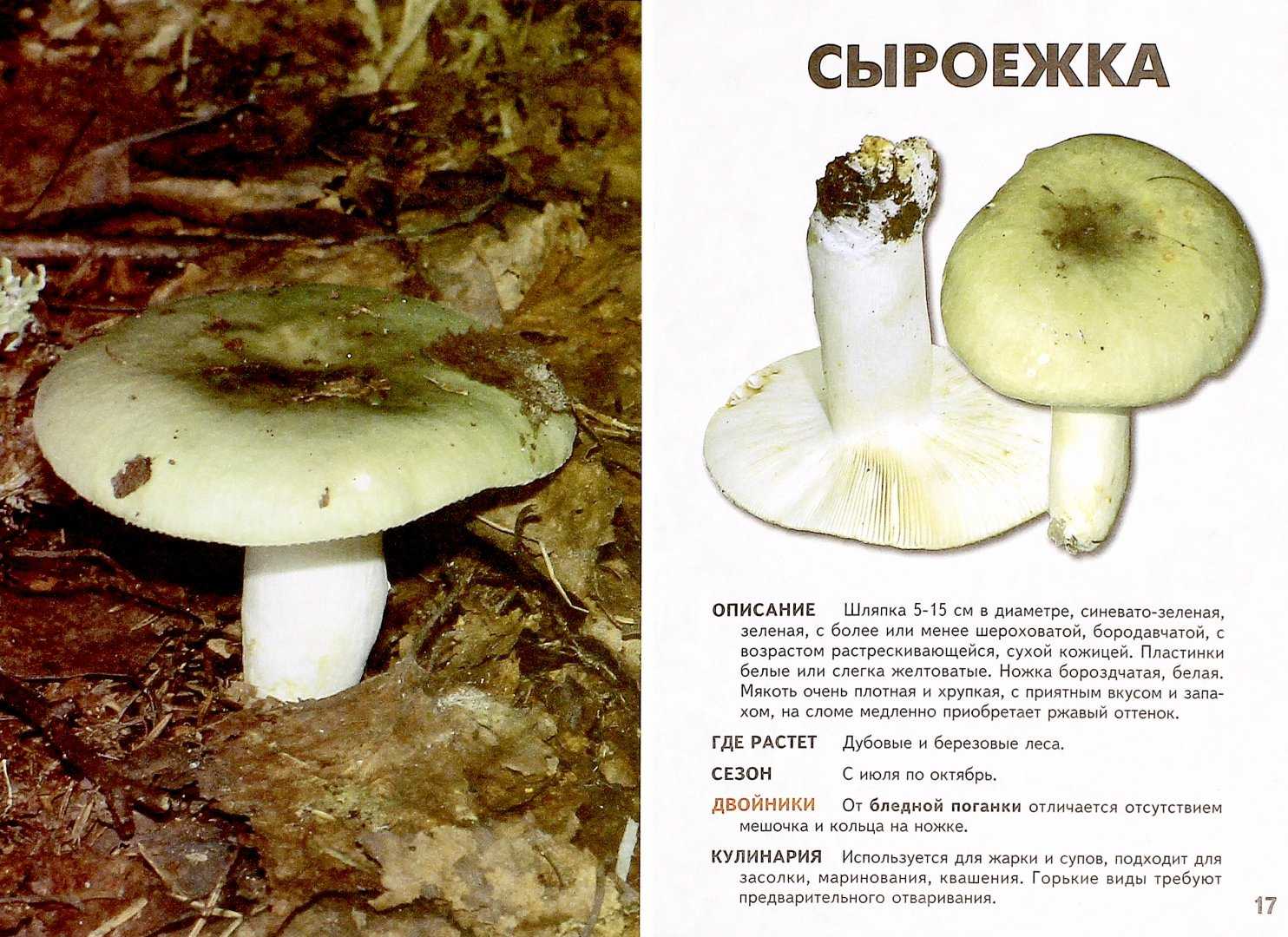 ✅ съедобные грибы - классификация, категории, особенности - iam-fighter.ru