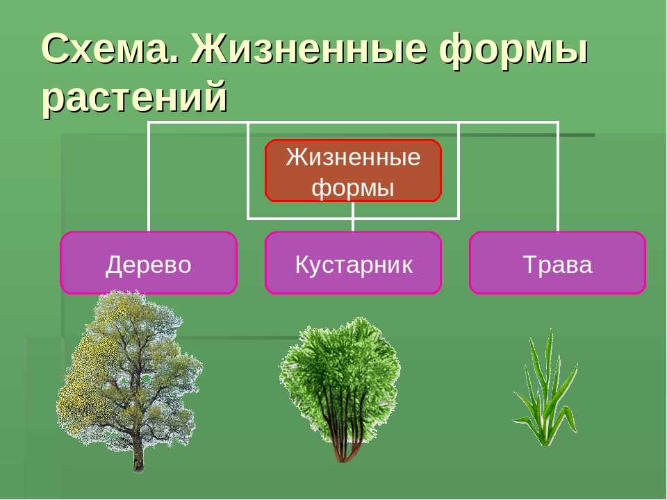 Какие бывают растения (2 класс) – группы и виды по окружающему миру
