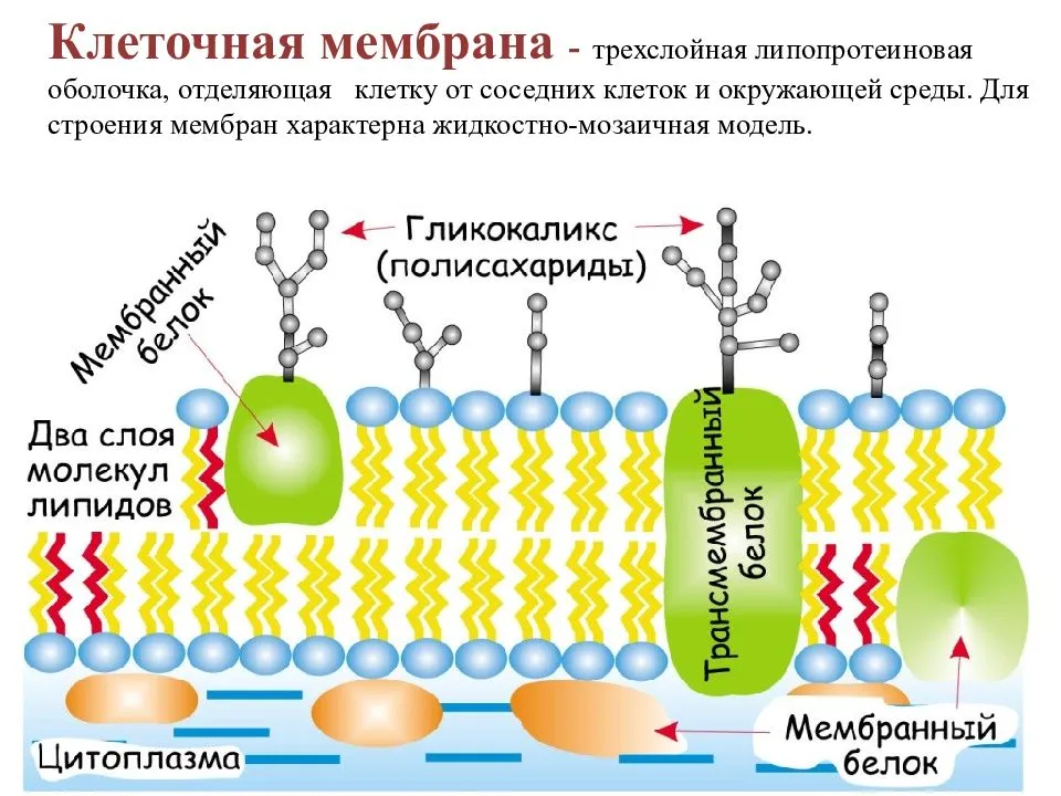 Клеточная мембрана это молекулярная структура впр физика. Структура клетки плазматическая мембрана. Плазматическая мембрана строение органоида. Строение плазматич мембраны клетки. Строение клеточной мембраны 10 класс биология.