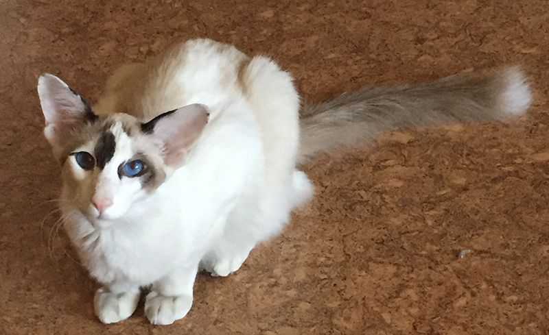 Балинезийская кошка: описание породы и характера