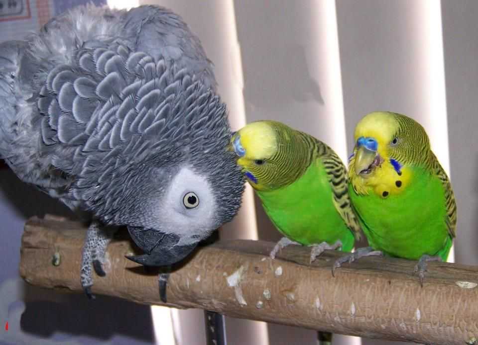Сколько живут попугаи? попугаи-долгожители: обзор, рейтинг, интересные факты