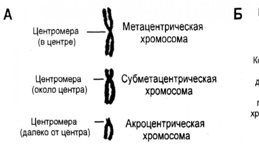 Хромосомы группы г. Строение хромосом по расположению центромеры. Кариотип человека строение и типы хромосом. Строение хромосомы центромера. Хромосомы по расположению центромеры.