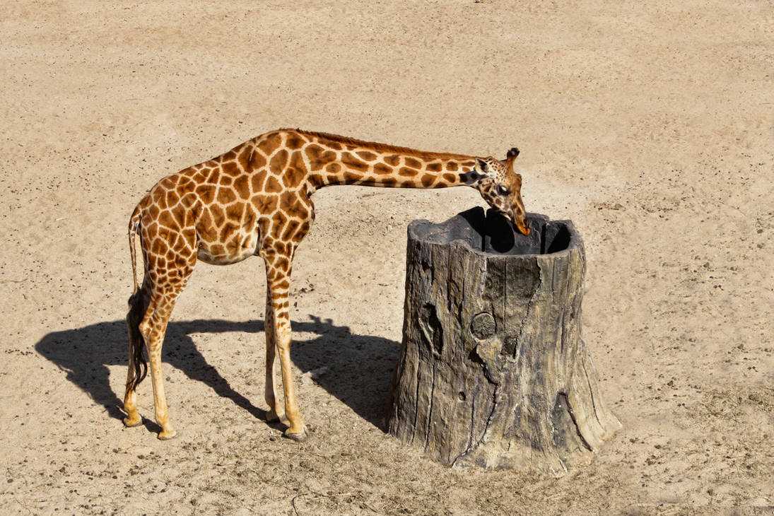Жираф - информация о среде обитания, питании, поведении, размножении и подвидах