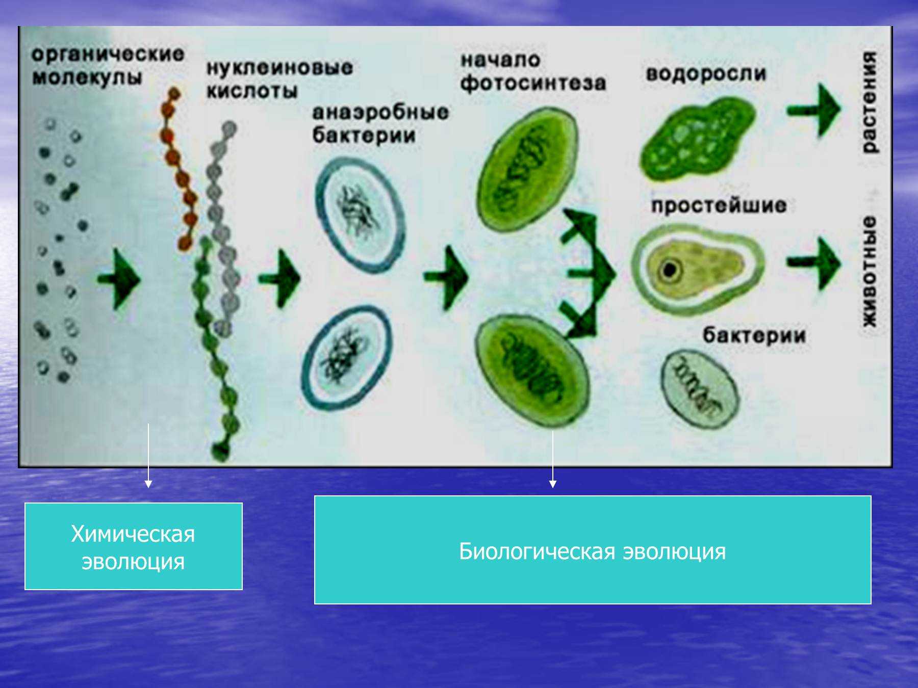Эволюция одноклеточных водорослей. Эволюция водорослей схема. Эволюция бактерий. Эволюция микроорганизмов. Развитие бактерий.