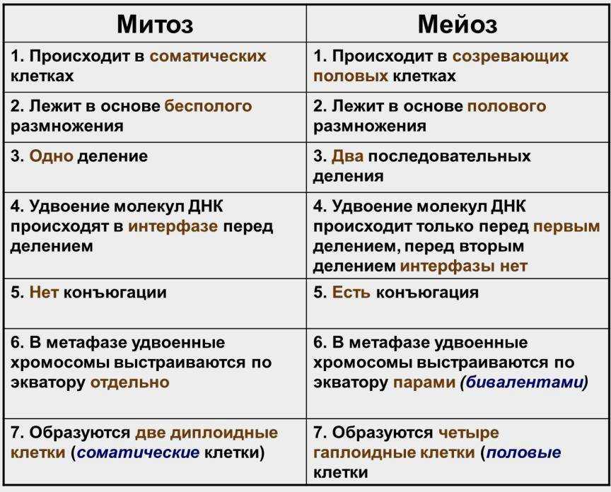 Митоз и мейоз схема с пояснениями