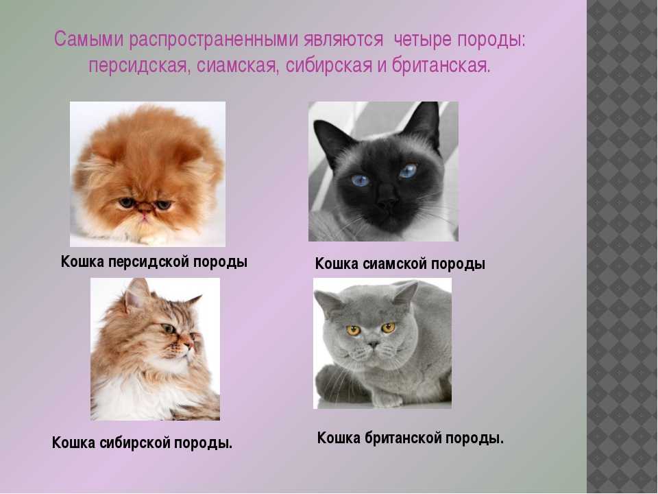 Лучшие породы кошек для детей по версии сайта "ваши питомцы" | ваши питомцы