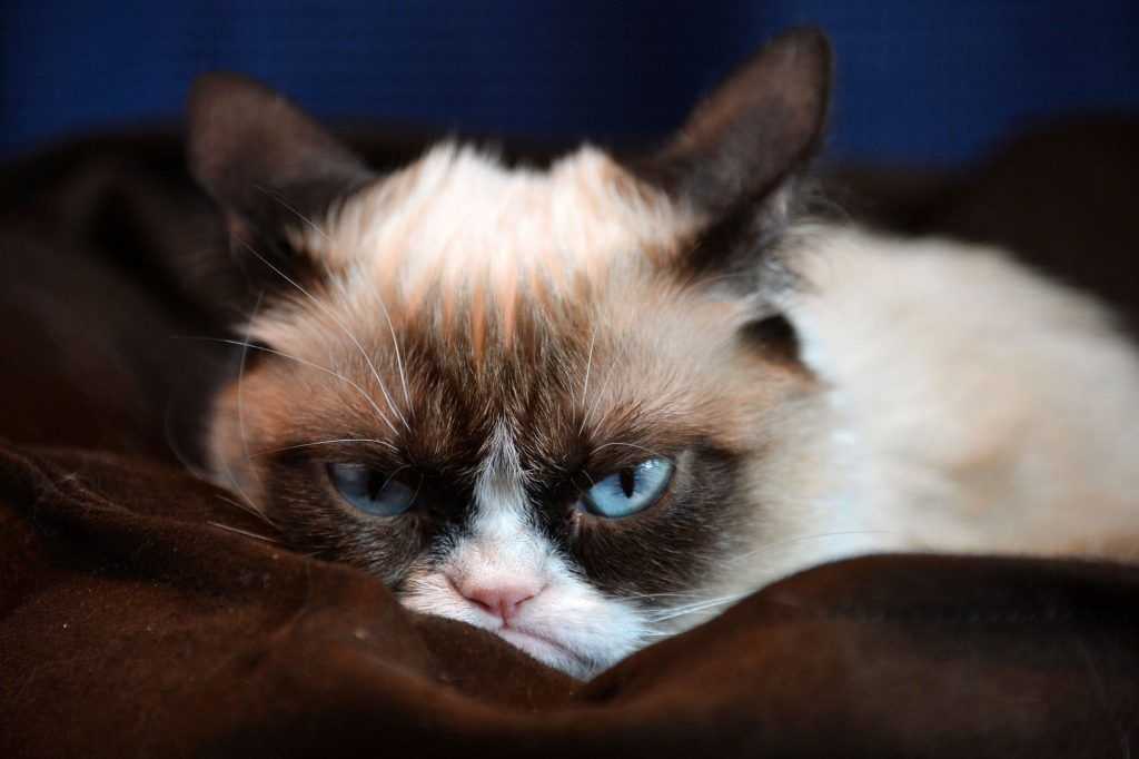 Известные коты интернета: grumpy cat, лил буб, ньян кэт