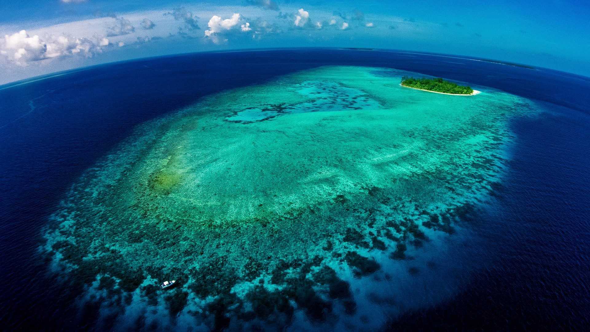 Органический мир тихого океана: флора и фауна водоема