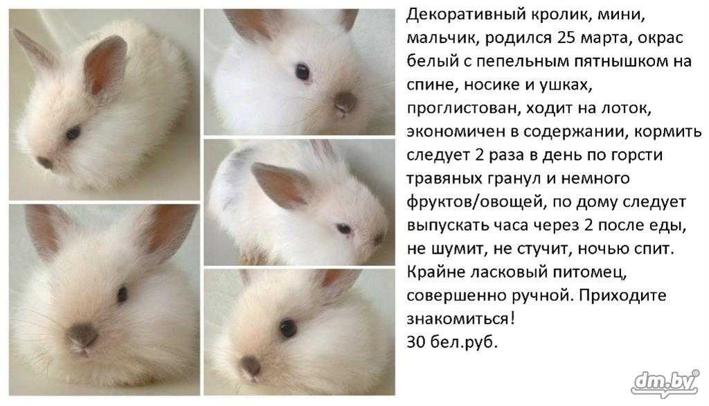 Имена для кроликов