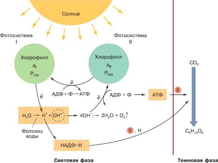 Что такое фотосинтез в биологии: как происходит процесс и что при этом образуется - таблица | tvercult.ru