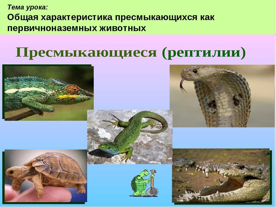 Класс пресмыкающиеся или рептилии. характеристика, строение и происхождение