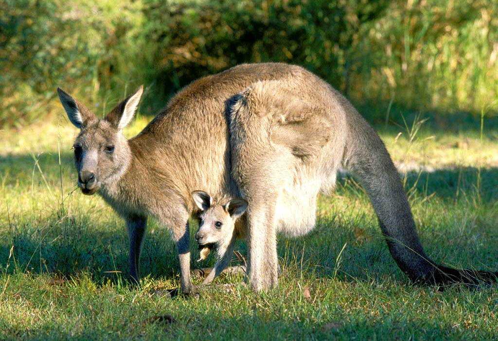 Кенгуру животное. образ жизни и среда обитания кенгуру | животный мир