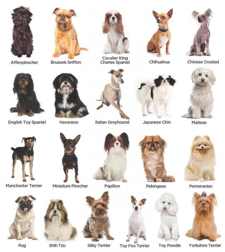 Средние породы собак: список, особенности внешнего вида и характера