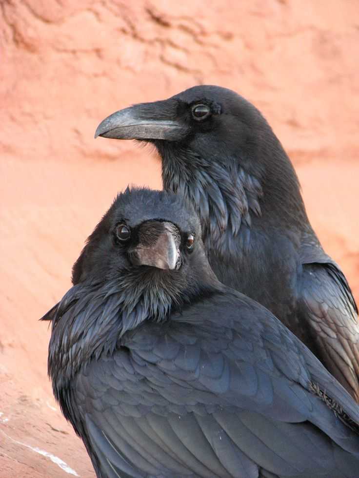 Как живут вороны. Corvus Corax птица. Ворон обыкновенный. Крупный ворон. Настоящий ворон.