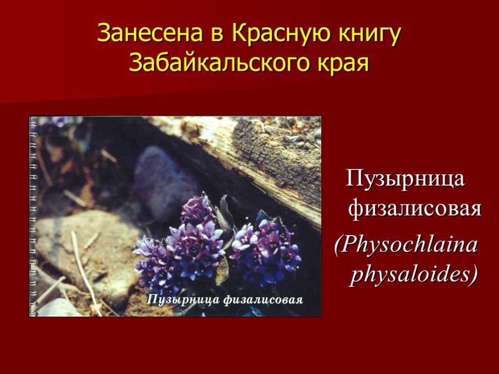 Растения красной книги | сад и огород.ру