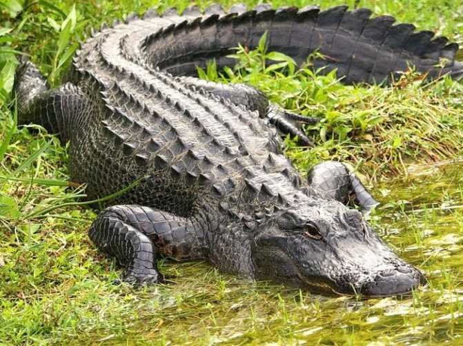 Сколько живут крокодилы. продолжительность жизни крокодилов