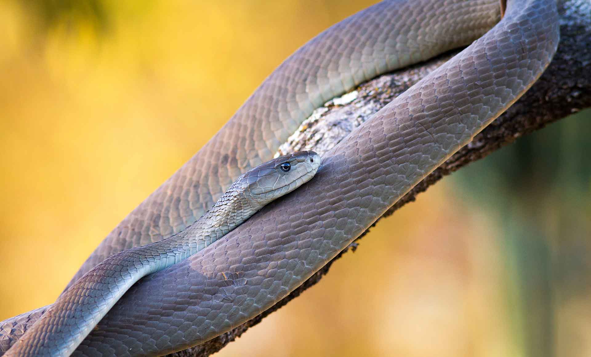 Африканские змеи: 10 самых ядовитых и опасных