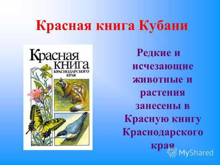 Редкие животные из красной книги забайкальского края — список, характеристика и фото