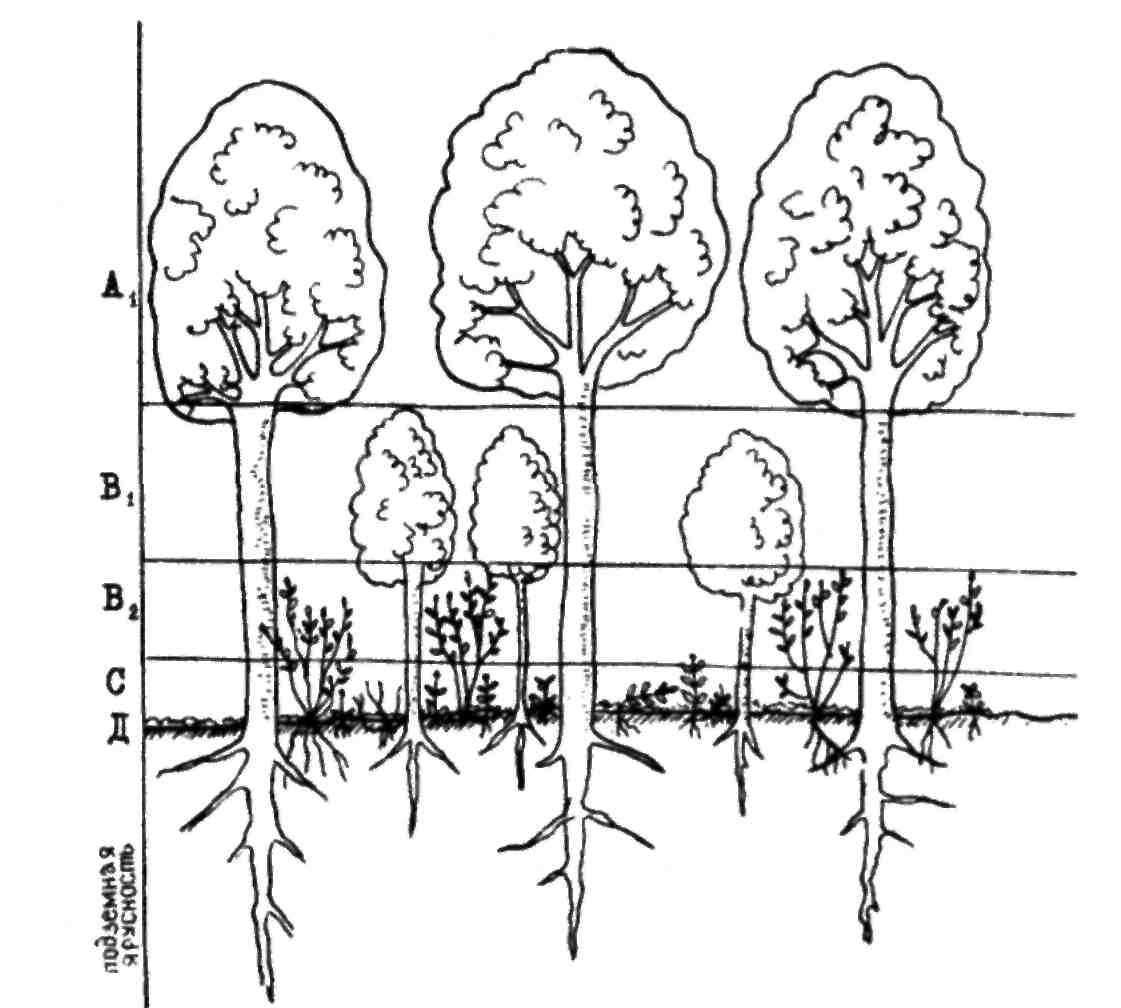 Структура растительного сообщества 7 класс тест биология. Ярусность лесного фитоценоза. Подземная ярусность леса. Ярусность лесного биоценоза. Ярусность смешанных лесов.