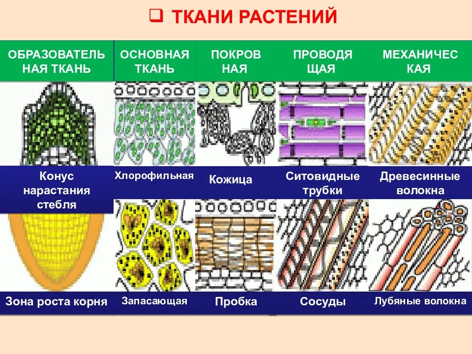 Особенности строения и функции механической ткани растений - tarologiay.ru