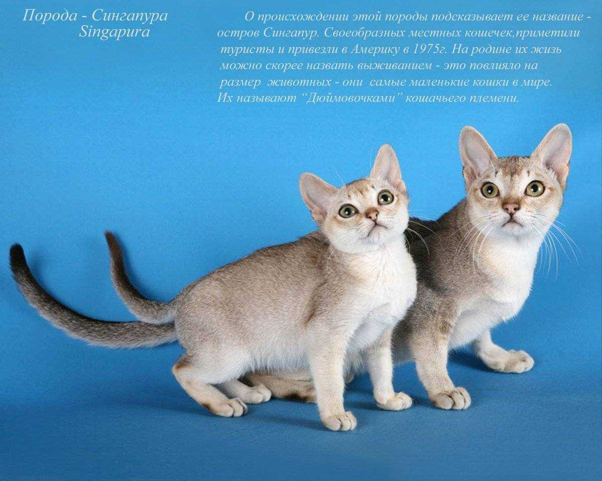 20 самых красивых пород кошек в мире