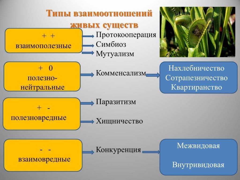 Типы отношений между организмами - примеры, краткое описание и таблица