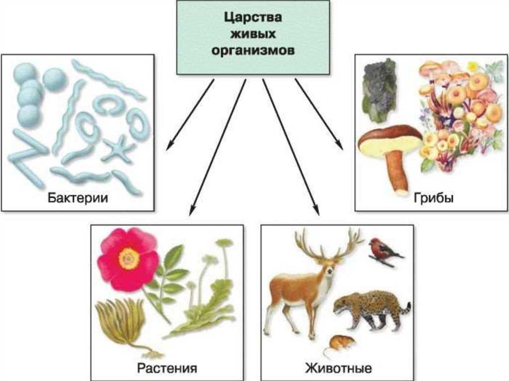 Классификация животных (биология, 7 класс)