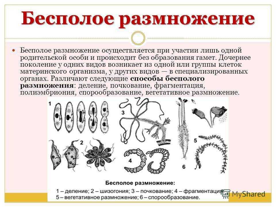 Половое и бесполое размножение организмов (биология, 9 класс)