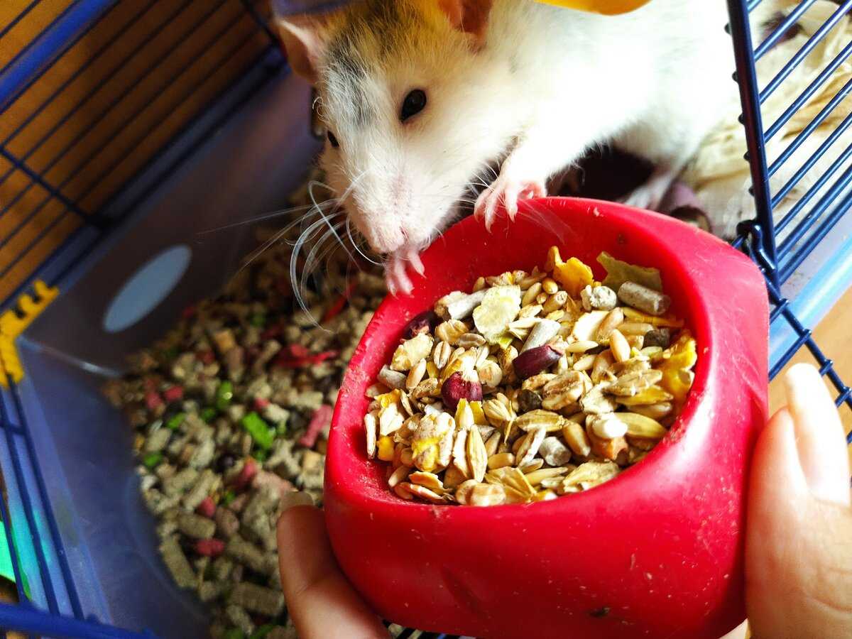 Что едят декоративные крысы: рацион
