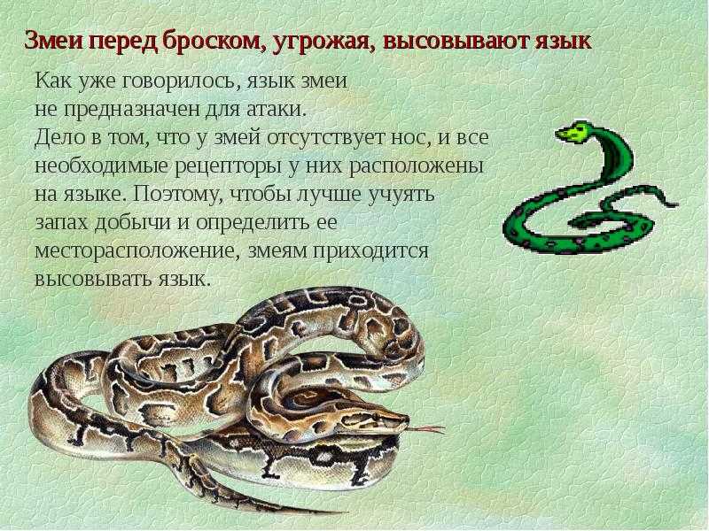 Службы со змеями и причастие стрихнином: как испытывают веру в аппалачах