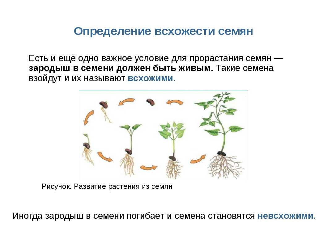 Определение всхожести семян культурных растений