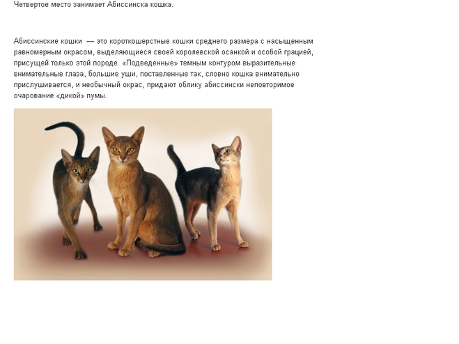 Характер абиссинской породы кошки: лучшие и негативные повадки