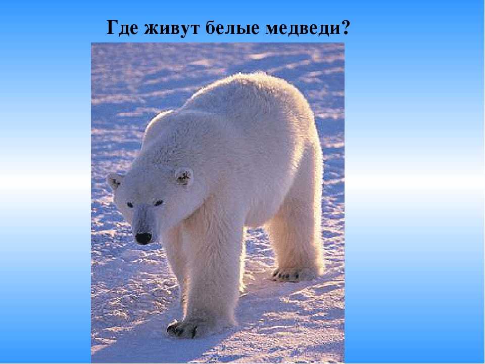Сообщение о белом медведе - описание животного, факты