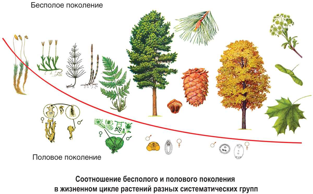 Размножение растений и чередование поколений - морфология. размножение - медицинская ботаника - а.г. сербин - 2003