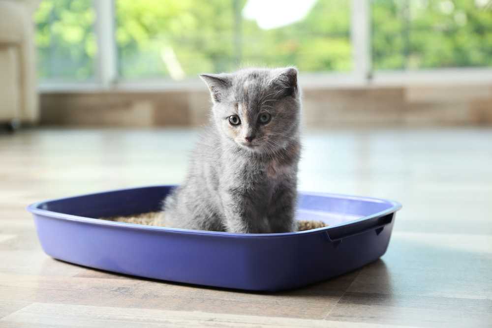 Как приучить котенка к лотку за 1 день: пошаговая инструкция | ваши питомцы