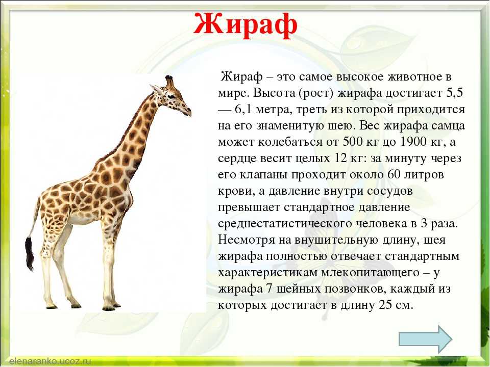 Жираф: описание, среда обитания, чем питается, образ жизни