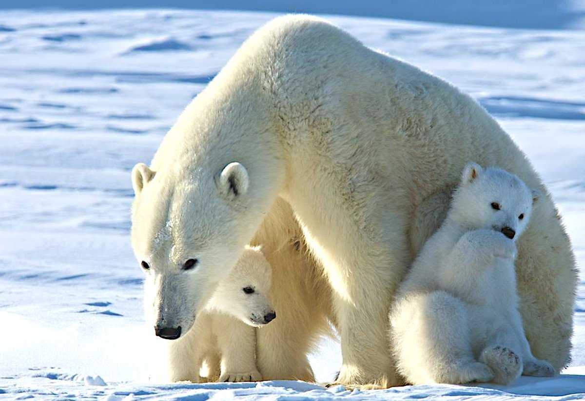 ОТВЕТ: Белые медведи живут в Арктике, которая является регионом, окружающим Северный полюс Они проводят большую часть своего времени на