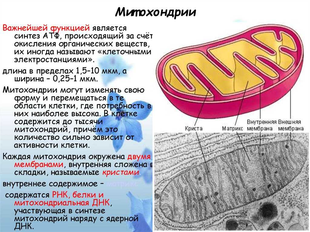Митохондрии: строение и основные функции энергетической станции клетки, как называются внутренние структуры | tvercult.ru
