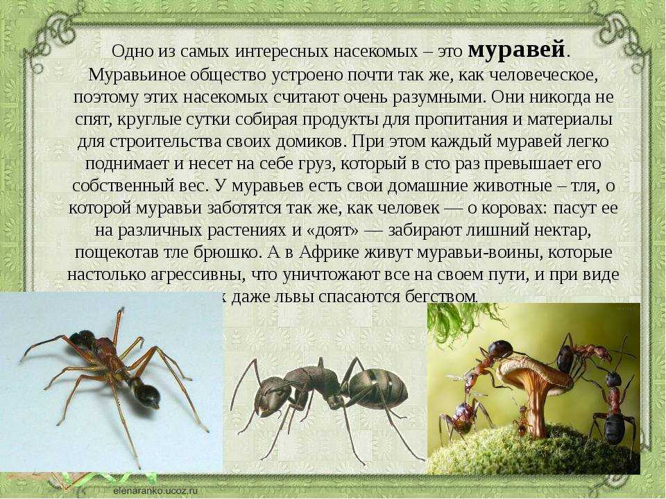 Самые ядовитые насекомые в мире (с фото)