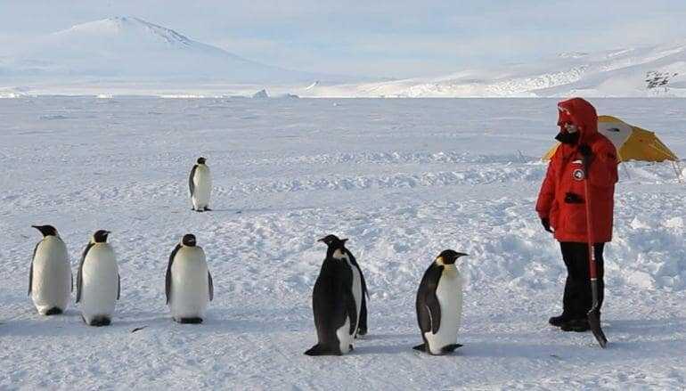 Пингвины: фото, описание, внешний вид, питание - информация про животных