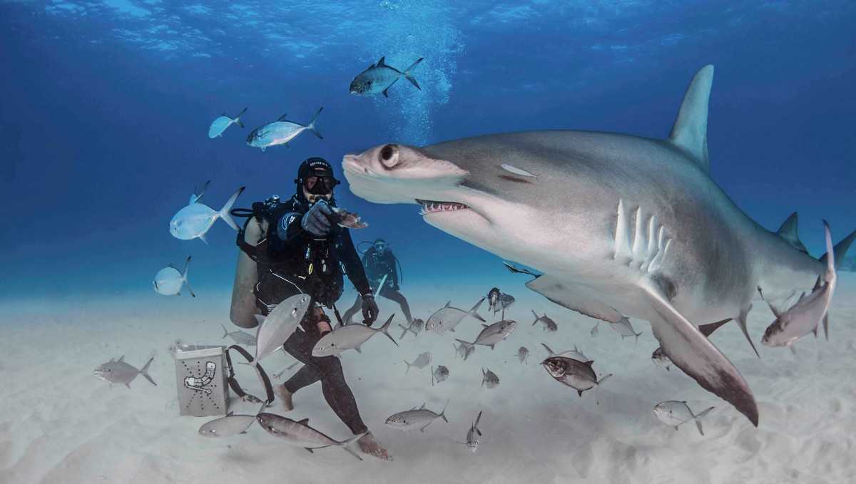Фотографии и видео видов акул