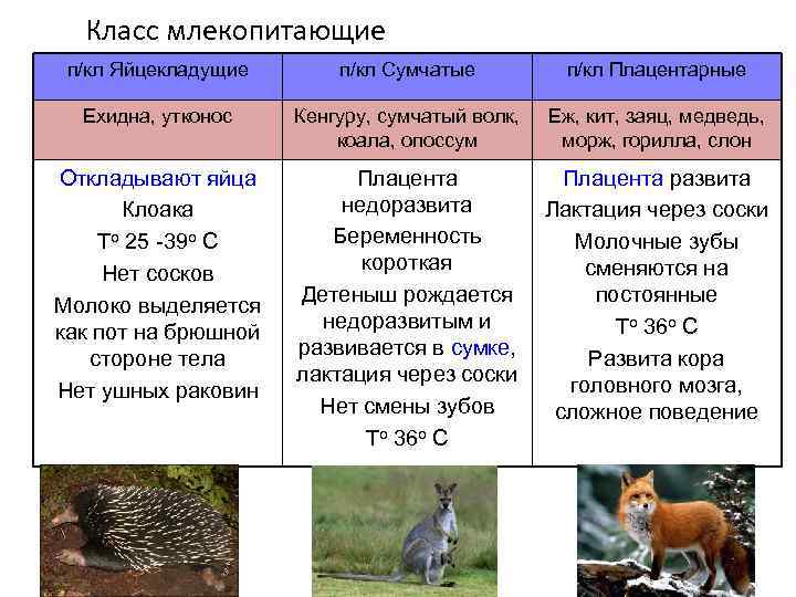 Млекопитающие — это: классификация, происхождение, признаки