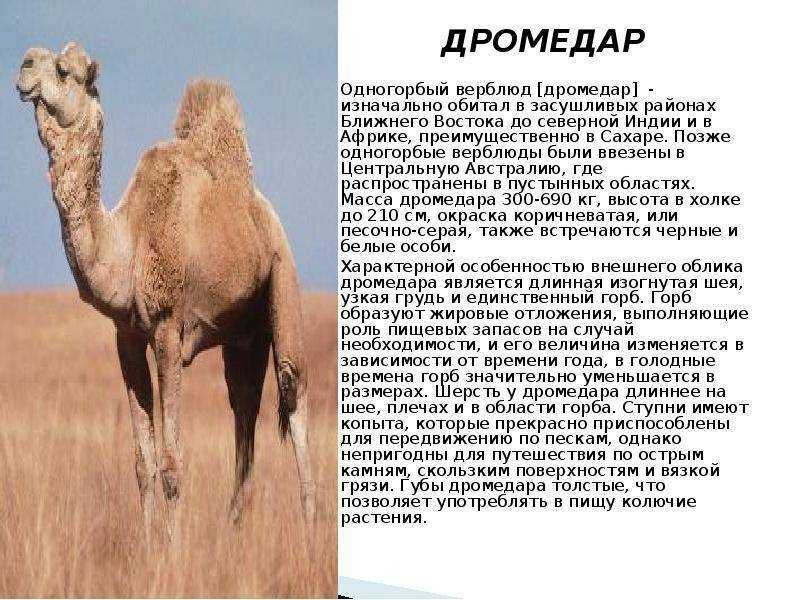 Доклад на тему верблюд 4 класс (виды, где живут, чем питаются) сообщение