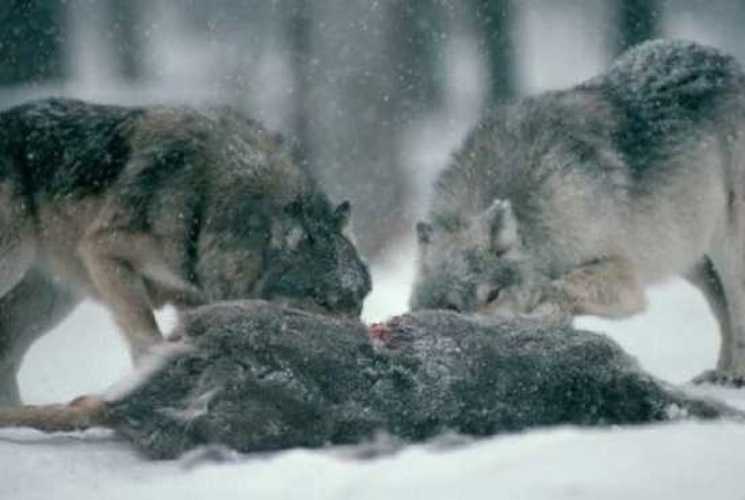 Волк -  информация, виды и породы, где живет, интересные факты