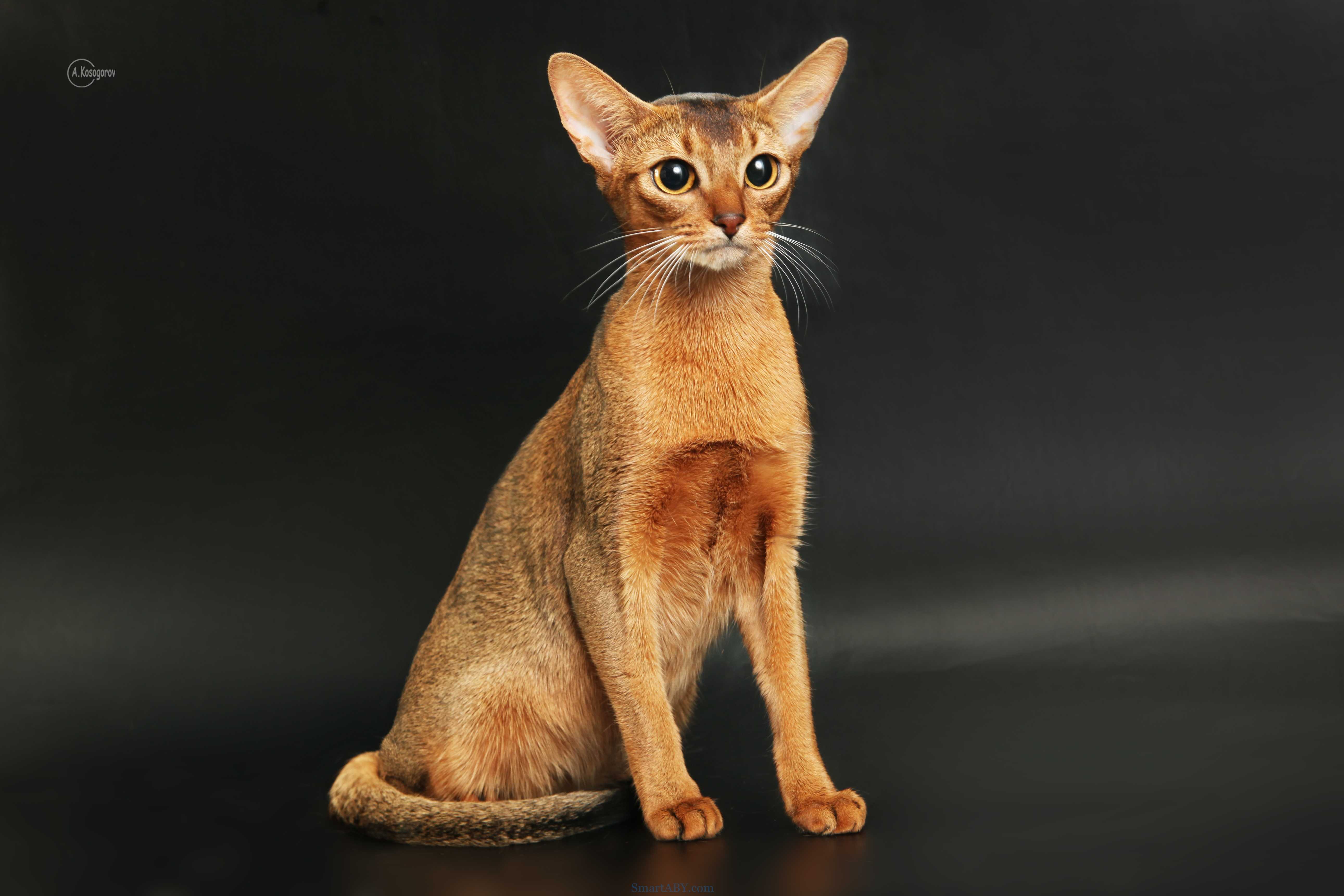 Абиссинская кошка: в чем секрет ее активности? - мир кошек