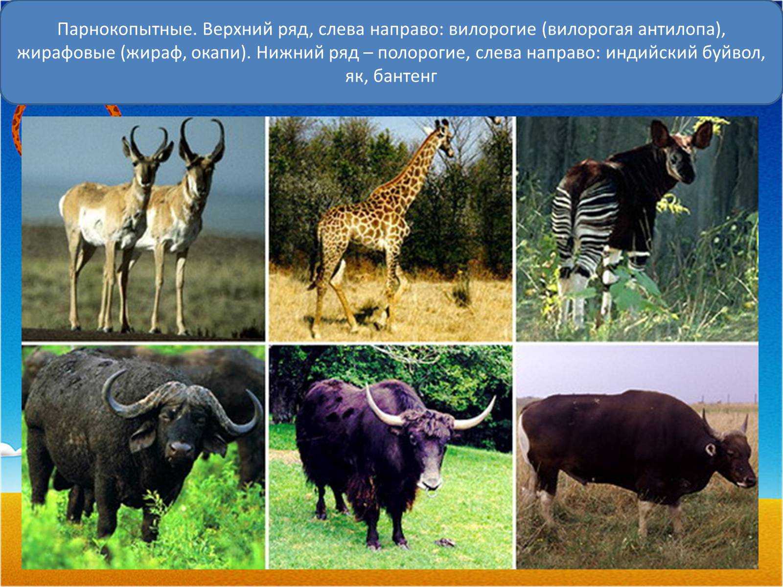 Носорог животное. образ жизни и среда обитания носорога | живность.ру
